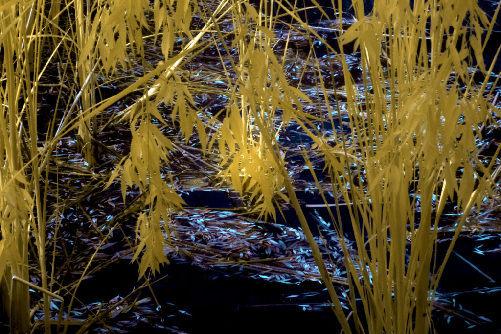 Reeds in the Water